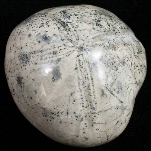 Polished Fossil Sea Urchin (Micraster) #11693